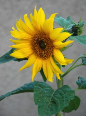 sunflower - sruc